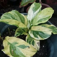 ✙ ♕ ✿ (14) Prayer Plants/Calathea Varieties Uprooted Live Plants(Luzon only)