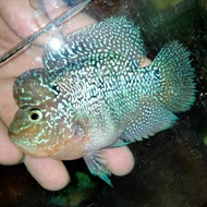 ikan louhan betina