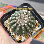 [Over 7.5cm] 1 Brown-haired cactus Notocactus Uebelmannianus