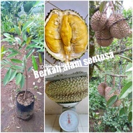 Bibit Durian Montong hasil okulasi
cepat berbunga dan berbuah