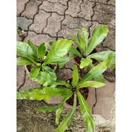 Pokok Osaka/ pokok langsuir/paku pakis indoor outdoor plant
