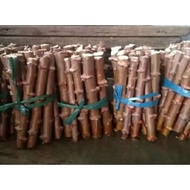 BIBIT SINGKONG GAJAH / BENIH KETELA GAJAH ASLI