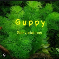 Guppy plant accessories Pair / Trio (pls choose J&T courier)