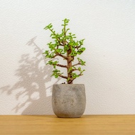 銀杏木 桌上型水泥盆栽 觀葉植物 禮物 盆栽 交換禮物 辦公室小物