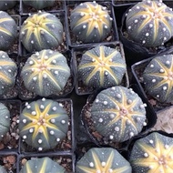 Egrow 100 Pcs/Pack Succlent Seeds Astrophytum asterias cactus flower Bonsai for Home Garden plant