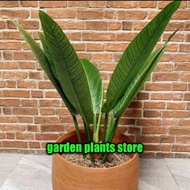 tanaman hias-philodendron linet