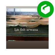 Ready Stock arwana silver albino ikan arwana silver albino red