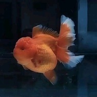 ikan mas koki oranda 18-20cm hiasan aquarium