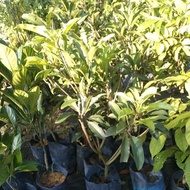Pokok ciku mega hybrid