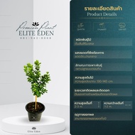 ต้นส้มสิริมงคล สูง 60-140 cm. เกรดพรีเมียม ประกันพันธุ์แท้100% ส้มเปลือกหวาน เป็นส้มขนาดผลไม่โตมากสา