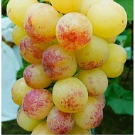 Bibit Anggur Import Tamaki Garansi Valid