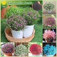 100% Legit Bonsai Gypsophila Seeds Flower Seeds for Planting & Gardening (150pcs - Mixed Color ) Gyp