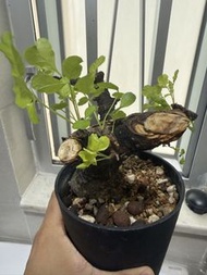 黑皮沒藥Commiphora boranensis