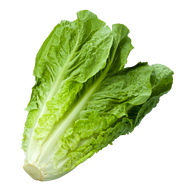 Romaine Lettuce / Selada Romaine 1kg