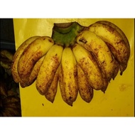 Anak pokok pisang Rastali