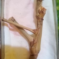 bambu petuk jalu tumpang rogo