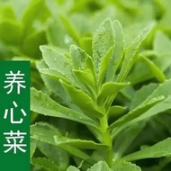 Authentic Cabbage Seeds High Calcium Cabbage Seeds Edible Wild Vegetable Balcony Potted Plant Featur