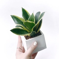 白灰漸層系列 | 荷花虎尾蘭 方形雙色漸層水泥盆栽