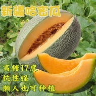 Xinjiang Reticulated Cantaloupe Seeds Four Seasons Sowing Fruits Cantaloupe Melon Fragrant Watermelo