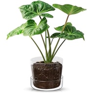 Sheer Glass Pot Planter With Drainage Holes &Amp; Tray - Decorative &Amp; Modern For All House Plant