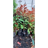 The Tongue Tree Is Very Tall 60 Cm.it's Gone Ready To Grow. Tight Roots Sunwood 1 Bag Size 5 Inches