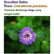 Benih pokok bunga purple putih cantik Brazilian Button/Lark Daisy/Centratherum/ pokok herba / pokok lanskap