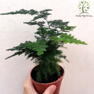 Berjaya Plant Nursery - Asparagus Fern(Pokok Paku Pakis Hidup/Pokok Hiasan Dalam Rumah/Real Live Indoor Plant)文竹/云竹/逢莱松