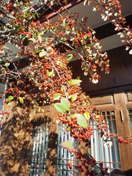 Here (the Old Town of Lijiang Store)