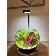 Self-set mini aquarium Combo, mini fish tank, office fish tank, desktop fish tank
