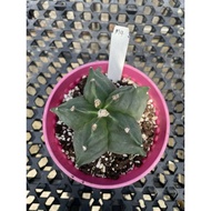 Augustfame - Astrophytum Myriostigma cv Kikko M4 龟甲鸾凤玉 cactus succulent