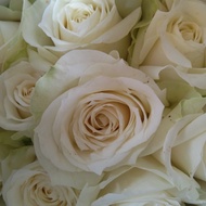 bunga mawar asli fresh 10 tangkai / bunga mawar asli murah