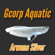 Arwana Silver (Ikan Predator)