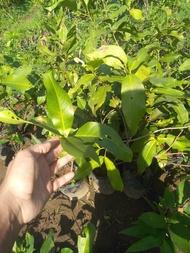Bibit Jambu Citra Putih Hasil Cangkok - Jambu Air Putih