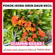 RINA • pokok Ixora Oren daun kecil jenis renek • coccinea jejarum pecah periuk siantan seganding jan