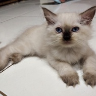 Lepas Adopsi Kitten Kucing Persia cream imut mata biru 