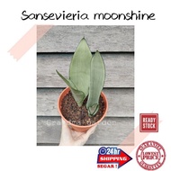 [GG real plant] sansevieria moonshine  lidah jin snake plant indoor plant live houseplants pokok hid