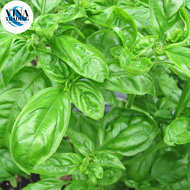 BASIL SEEDS - (150SEEDS) GENOVESE VEGETABLE SEEDS