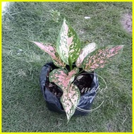 ❁ ◭ ◵ (1) Aglaonema Varieties Uprooted Live Plants (LUZON ONLY)
