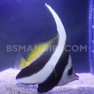 Layaran Kuning / Bannerfish - Ikan Hias Laut