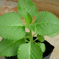 Origano Plan/Bangun2