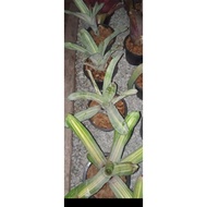 aec little variegated bromeliad live plant s
