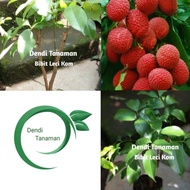 BIBIT POHON LECI KOM MERAH SUPER / POHON LECI CANGKOK UNGGUL