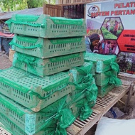 DOC Ayam Kampung Unggul Balitbang-Kupang NTT