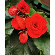Flower - Begonia Rose