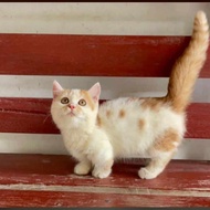 Kucing Munchkin betina white red