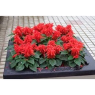 5 ounces of red firecracker flower seeds
