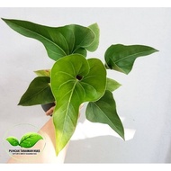 Zready Anthurium Corong Anthurium Corong