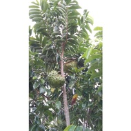 Dutch Durian Fruit / Dutch Durian Fresh 1 Seeds