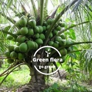 Berkualitas / bibit pohon kelapa hybrida-kelapa entog-kelapa