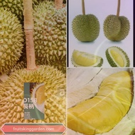 Anak Pokok Durian D158 Kahwin 2.5 Feet ++ [WEST MALAYSIA ONLY]